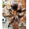 Pamphobeteus mascara / Manabi birdeater  ADULT    [F]